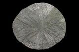 Pyrite Sun - Sparta, Illinois #154069-1
